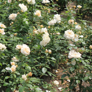 Diskreten vonj vrtnice - Roza - Lions-Rose® - 